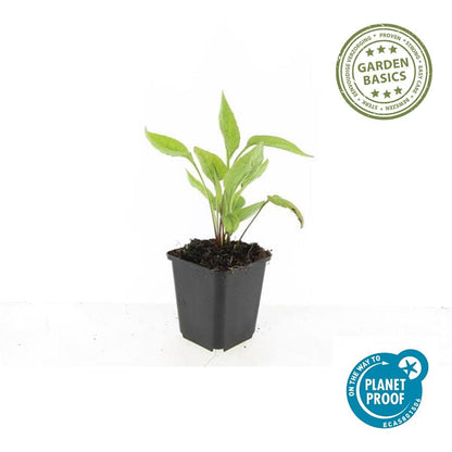 Echinacea purpurea ‘White Swan’ – witte zonnehoed – hoogte 10-25cm – geleverd in pot Ø9cm – bloeit van zomer tot herfst en trekt vlinders aan.
