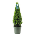 nieuwe buxus piramide vorm tuinplant