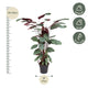 Calathea oppenheimiana | Houseplant