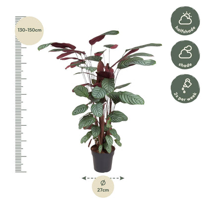 Calathea oppenheimiana | Kamerplant