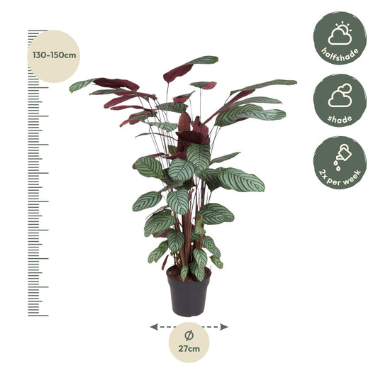 Calathea oppenheimiana | Kamerplant