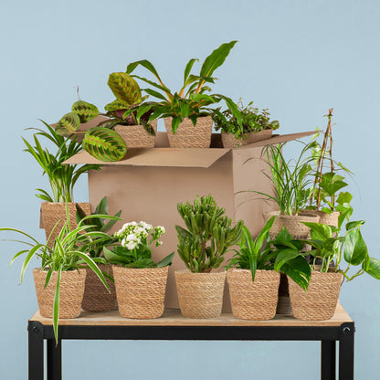 Groene Kneusjesbox met 12 kamerplanten en 12 zeegras manden Sofia – duurzame planten set