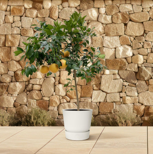Pompelmoesboom (Citrus Pompelmo) - Voor Terras of Serre