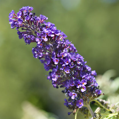Vlinderstruik - Buddleja davidii Black Night - Bloem Paars - 1 Plant - Bladverliezend - Vlinderlokkend -  Pot 17cm Hoogte 25cm