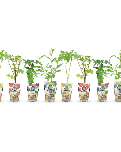 8x Fruitplanten Mix Rainbow – Rode Bes, Gele Framboos, Zwarte Braam & Blauwe Bes - Planttoday