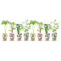 8x Fruitplanten Mix Rainbow – Rode Bes, Gele Framboos, Zwarte Braam & Blauwe Bes - Planttoday