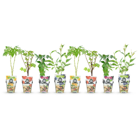 8x Fruitplanten Mix Rainbow – Rode Bes, Gele Framboos, Zwarte Braam & Blauwe Bes