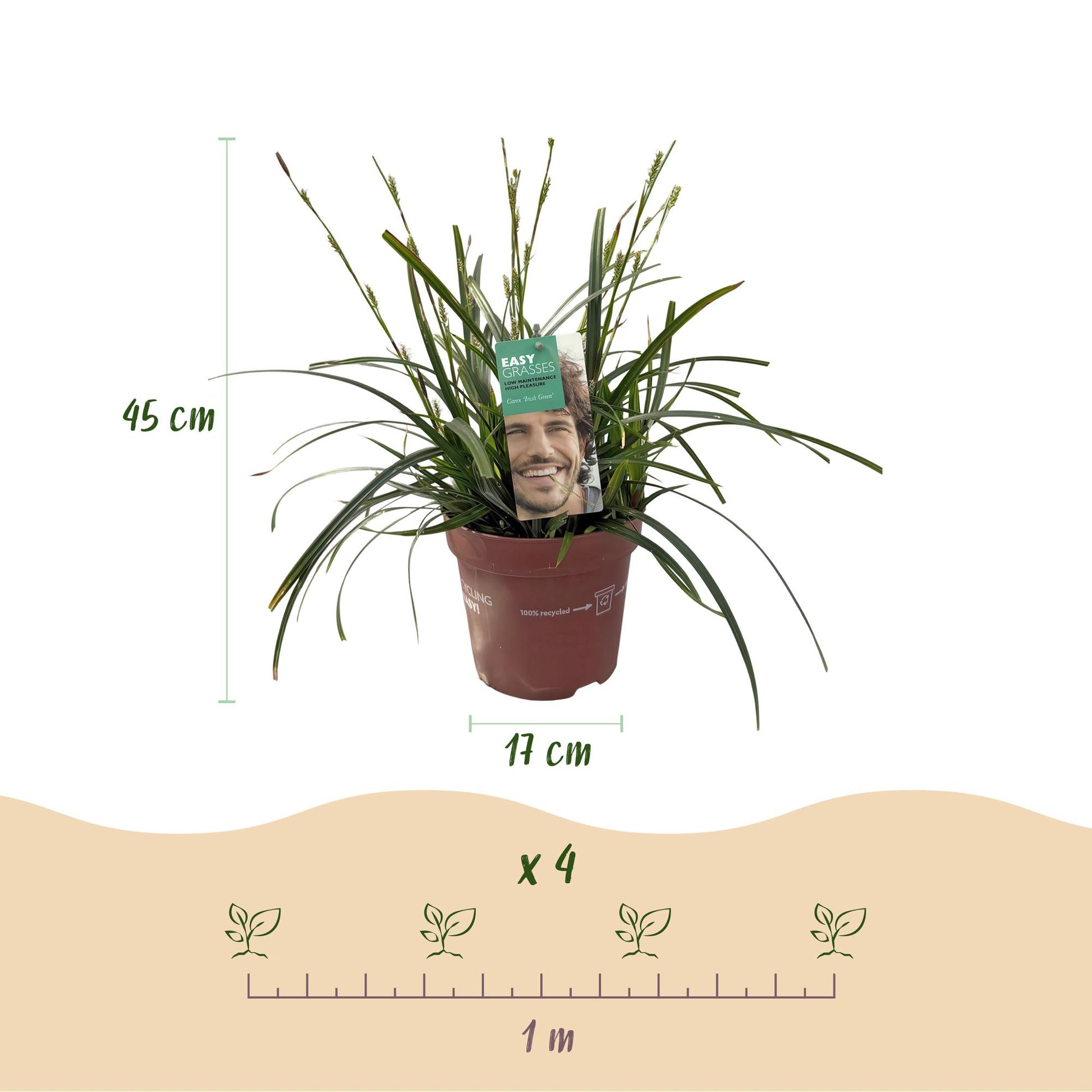 Carex oshimensis ‘Intense Green’ – siergras met diepgroene bladeren, set van 2 planten in pot Ø17cm, hoogte circa 50cm."