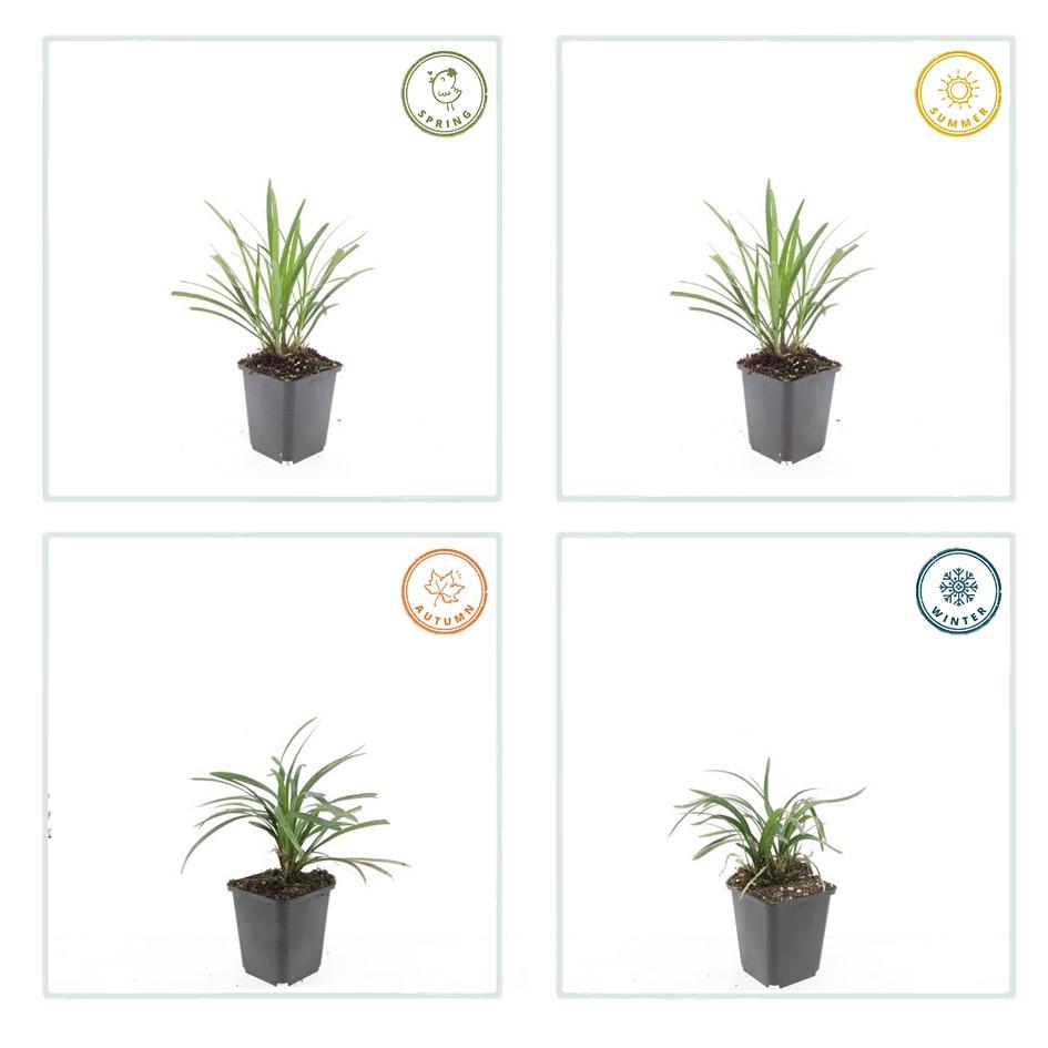 12x Liriope muscari 'Ingwersen' - ↕10-25cm - Ø9cm