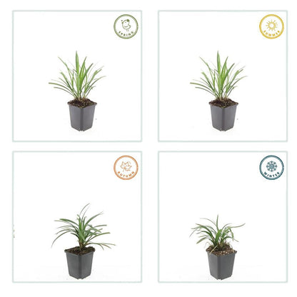 12x Liriope muscari 'Ingwersen' - ↕10-25cm - Ø9cm