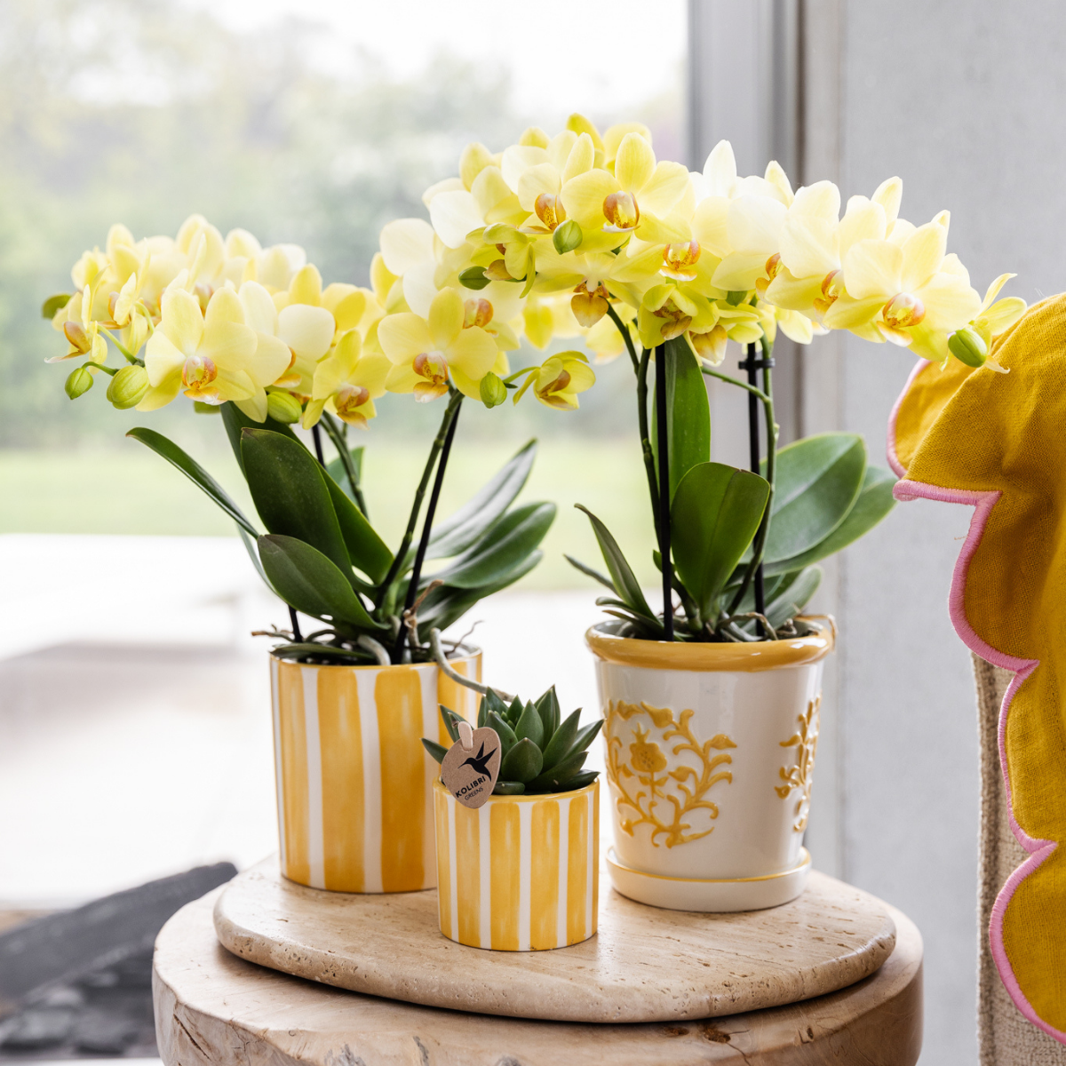 Gele Phalaenopsis orchidee ‘Albenga’ met 2 tot 3 bloemtakken.

