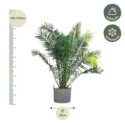 Phoenix Canariensis – grote Canarische dadelpalm van 300 cm met donkergroene waaierbladeren in pot Ø50, tropische blikvanger voor binnen of buiten.