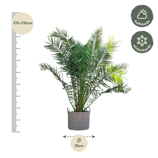 Phoenix Canariensis – grote Canarische dadelpalm van 300 cm met donkergroene waaierbladeren in pot Ø50, tropische blikvanger voor binnen of buiten.