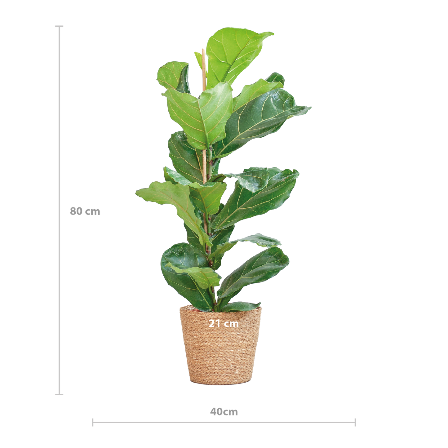 De Ficus lyrata, beter bekend als de vioolbladplant, is een elegante kamerplant met grote glanzende bladeren en een stevige stam. Dankzij zijn tropische uitstraling en robuuste groeiwijze is het een echte blikvanger in elk interieur.