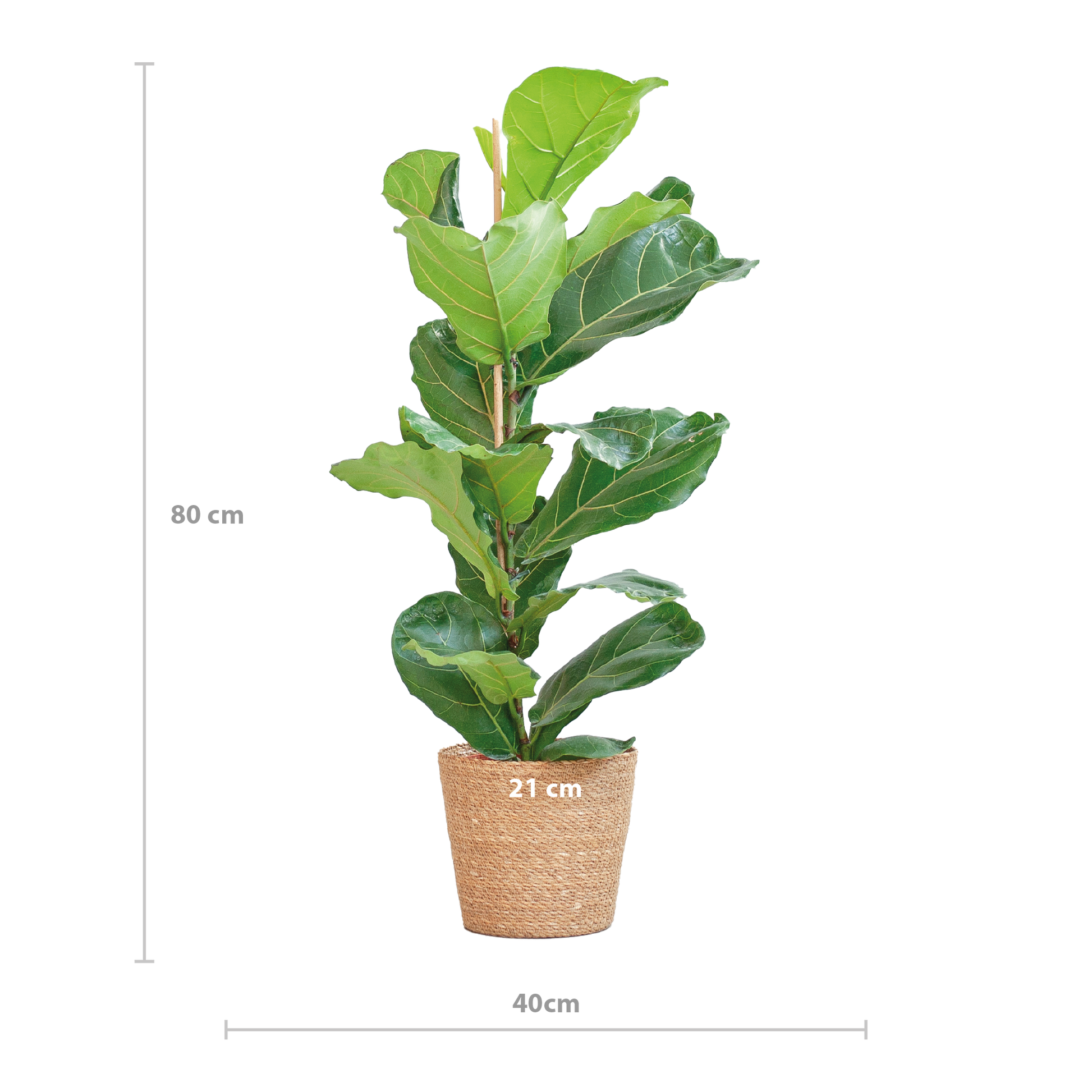 De Ficus lyrata, beter bekend als de vioolbladplant, is een elegante kamerplant met grote glanzende bladeren en een stevige stam. Dankzij zijn tropische uitstraling en robuuste groeiwijze is het een echte blikvanger in elk interieur.
