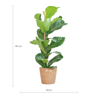 De Ficus lyrata, beter bekend als de vioolbladplant, is een elegante kamerplant met grote glanzende bladeren en een stevige stam. Dankzij zijn tropische uitstraling en robuuste groeiwijze is het een echte blikvanger in elk interieur.