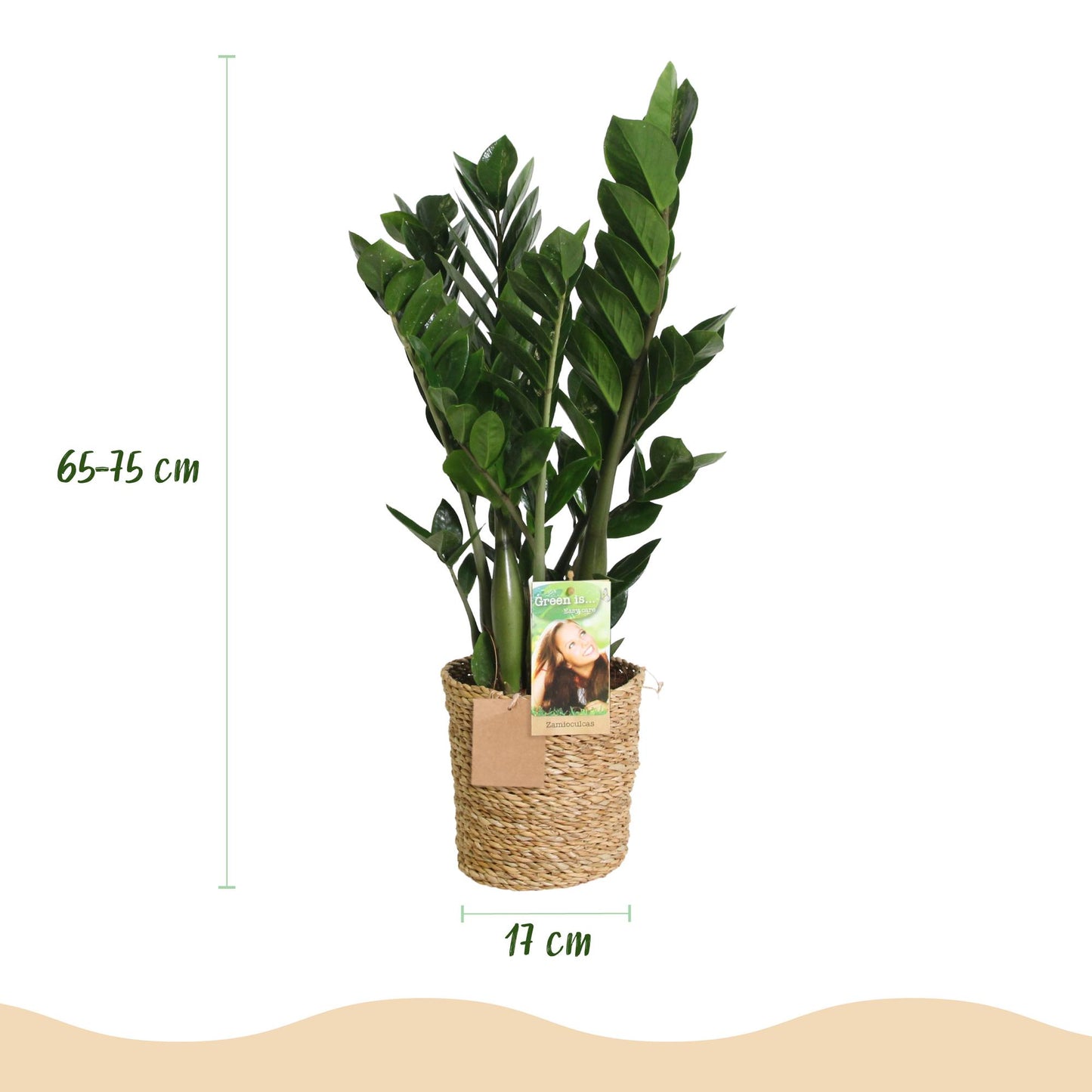 2 x Kamerplanten |Zamioculcas | ZZ-plant | met mand