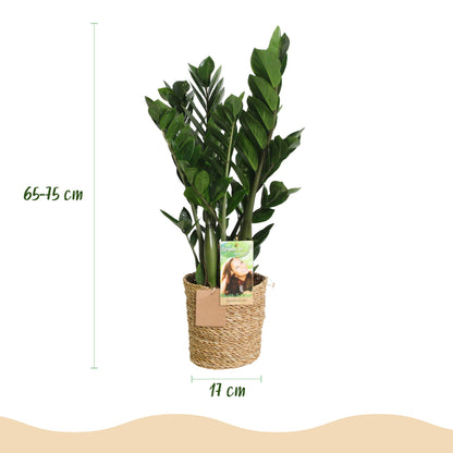 2 x Kamerplanten |Zamioculcas | ZZ-plant | met mand