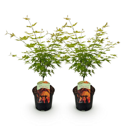 esdoorn pot 19 cm voor kleine tuin