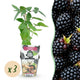 3 x Fruitplanten | Doornloze Braam | Rubus Thornfree | Zwarte Braam