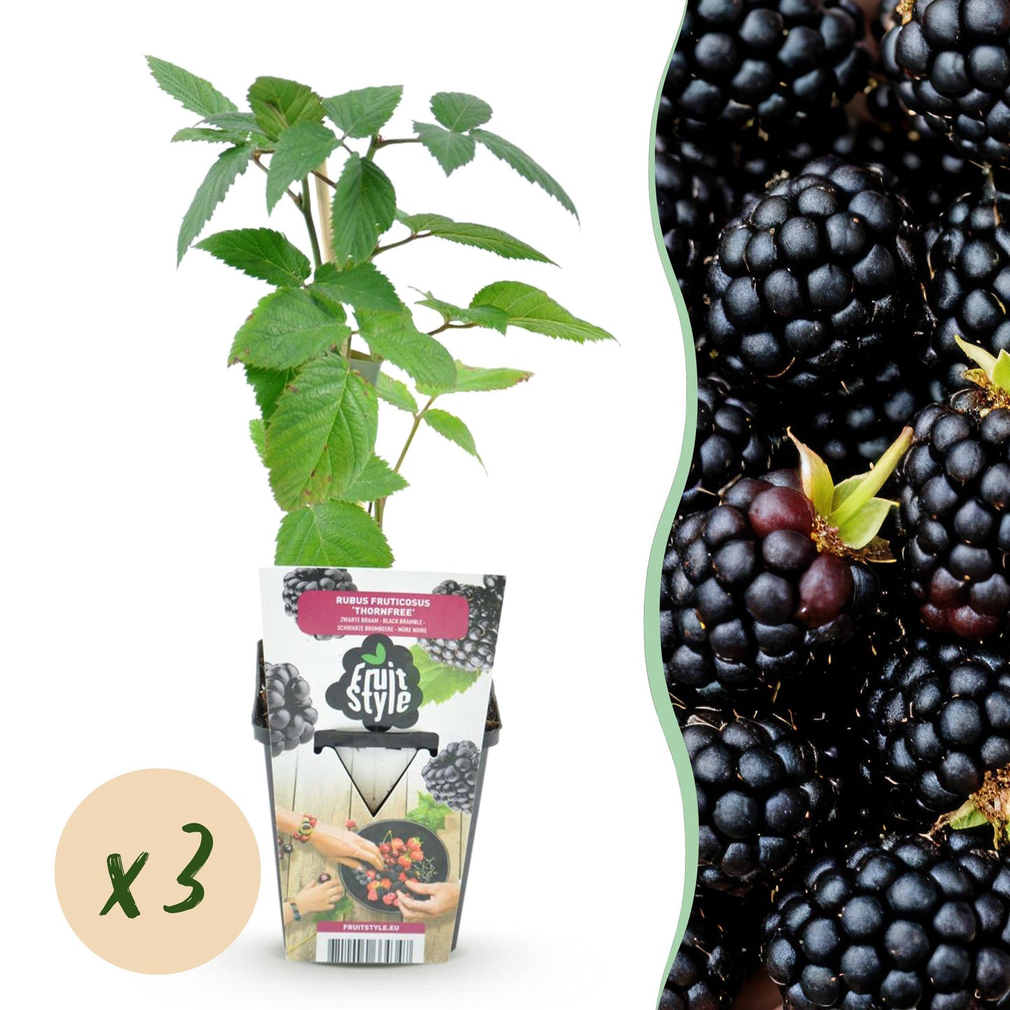3 x Fruit Plants | Thornless Blackberry | Rubus Thornfree | Black Blackberry