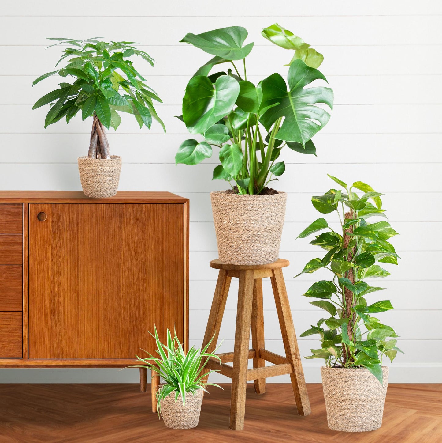 Easy Care Plantenbox medium met 4 onderhoudsarme kamerplanten in beige Sofia mand van zeegras