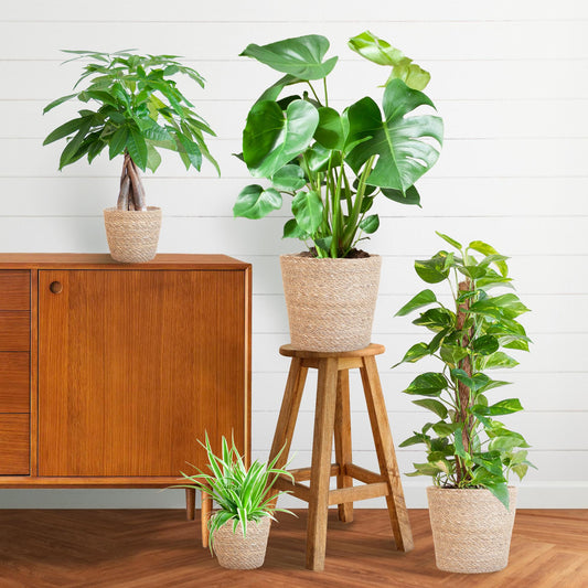 Easy Care Plantenbox medium met 4 onderhoudsarme kamerplanten in beige Sofia mand van zeegras