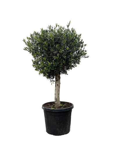 Grote olijfboom met zilvergroen blad voor tuin en terras