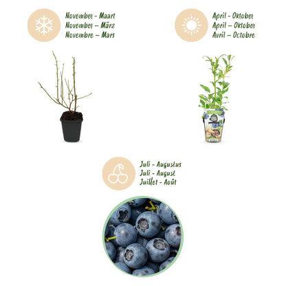 3 x Fruitplanten Blauwe Bes Vaccinium corymbossum Northland | Biofruit