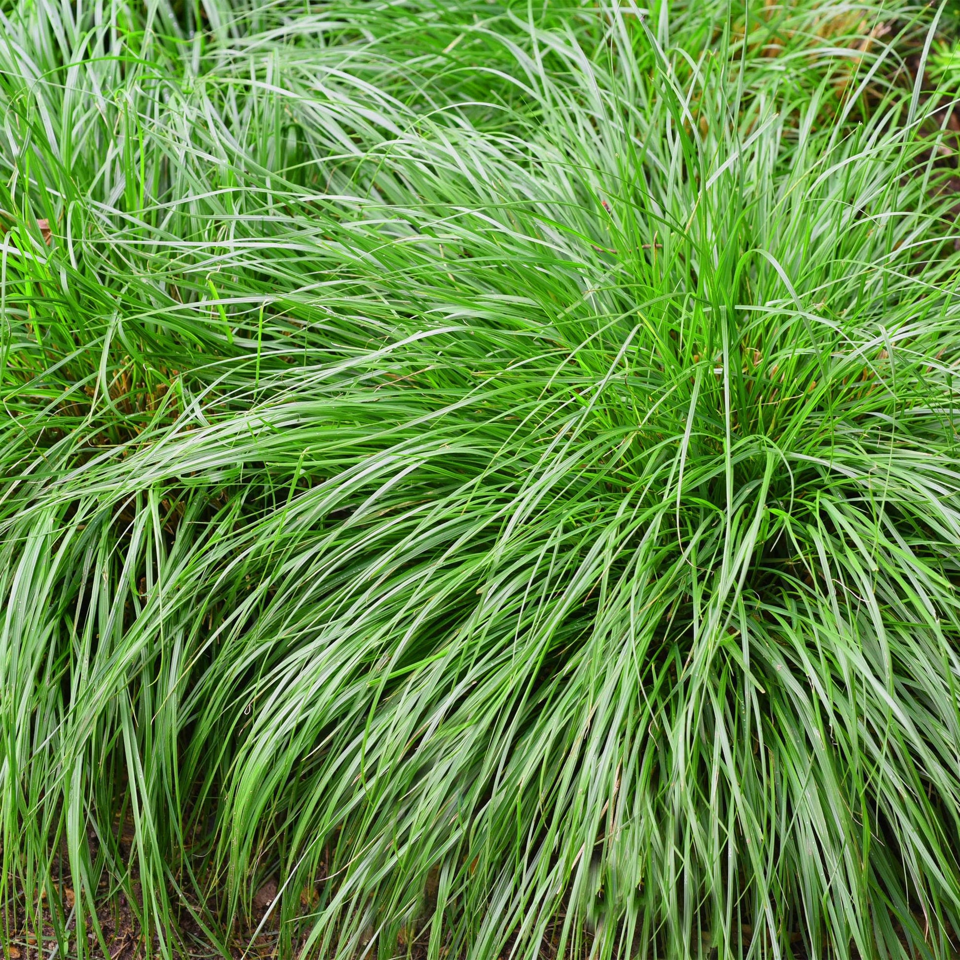 Carex oshimensis ‘Intense Green’ – siergras met diepgroene bladeren, set van 2 planten in pot Ø17cm, hoogte circa 50cm."
