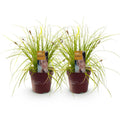"Carex oshimensis ‘Everillo’ – siergras met gele bladeren, set van 2 planten in pot Ø17cm, hoogte circa 50cm."