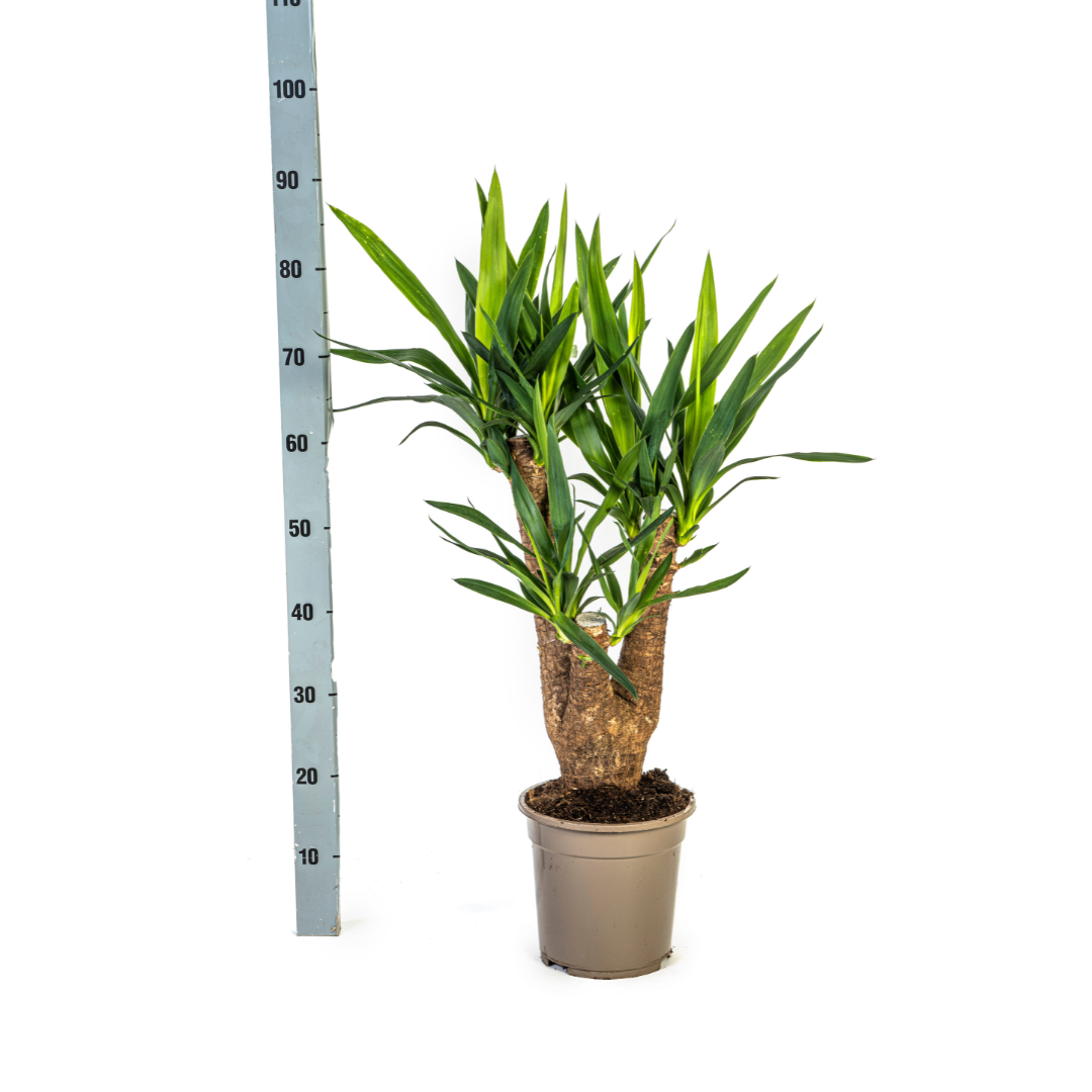De Yucca Elephantipes Vertakt, ook wel palmlelie genoemd, is een robuuste kamerplant met een dikke, vertakte stam en zwaardvormige bladeren, die een boomachtige uitstraling heeft. Deze sterke plant is makkelijk in onderhoud en gedijt goed op een lichte standplaats met veel indirect zonlicht. Geef de plant matig water, laat de grond tussen gietbeurten opdrogen, en snoei dode bladeren voor een gezonde plant. 