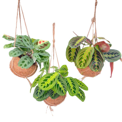 3x Kokodama Maranta Mix | Hang planten