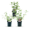 3 x Buddleja davidii Tricolour | Vlinderstruik | Winterhard