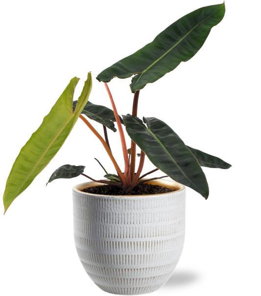 Philodendron Billietiae