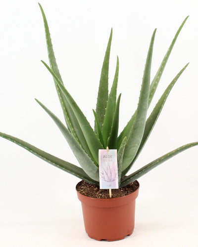 Aloe vera Kamerplant | Rozetvorm - Planttoday