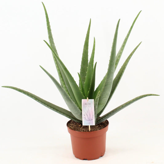 Aloe Vera - Ø19cm - ↕70cm. Rozetvorm.