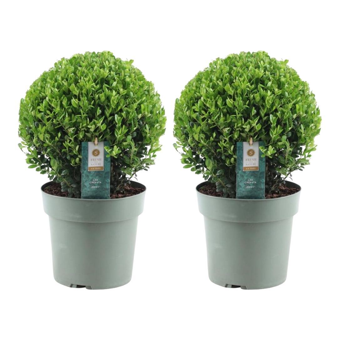 Set van 2 Ilex crenata ‘Jenny’ bollen – donkergroen, compact, wintergroen buxusalternatief