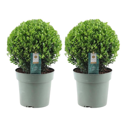Set van 2 Ilex crenata ‘Jenny’ bollen – donkergroen, compact, wintergroen buxusalternatief