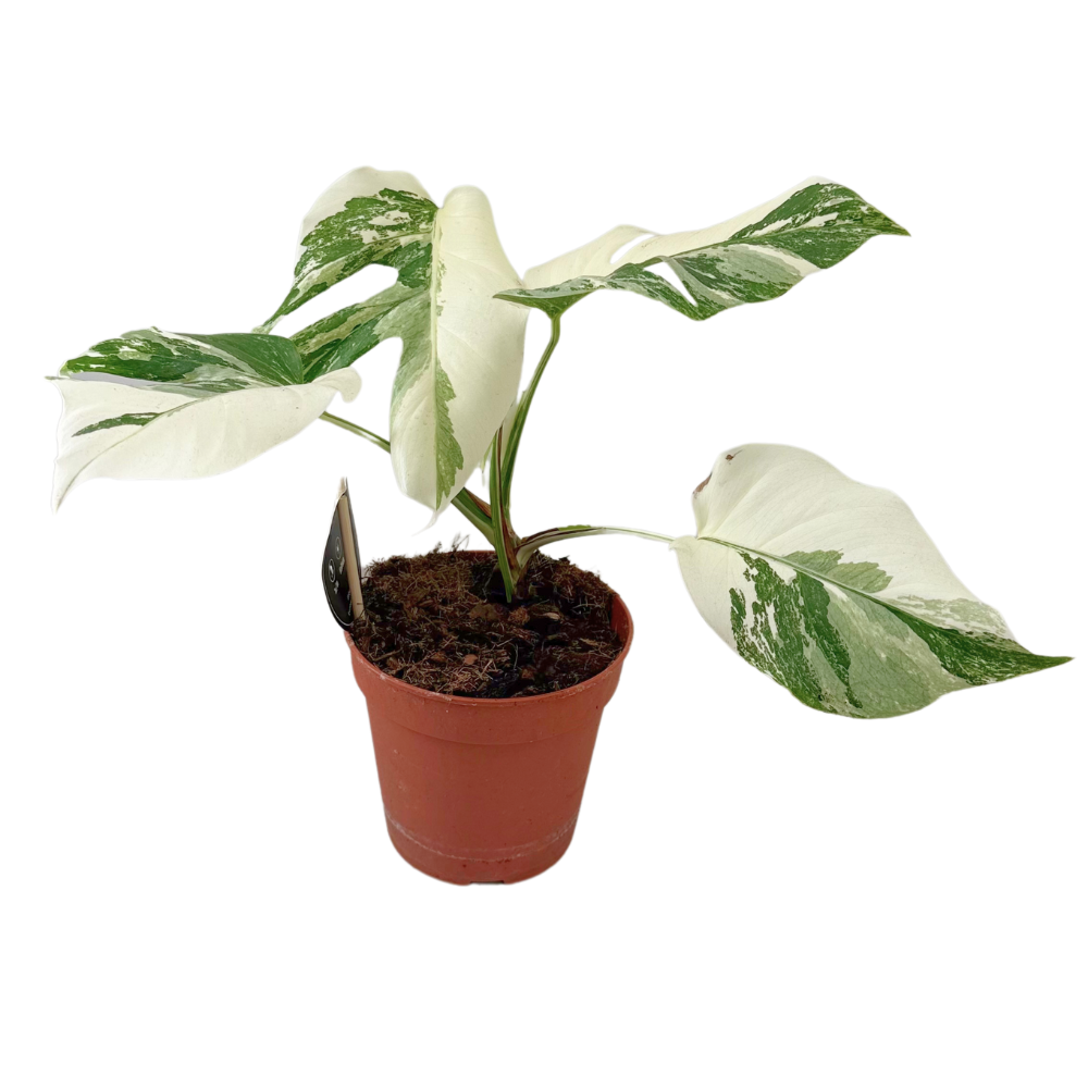 Monstera Deliciosa Variegata Super White. Een exclusieve blikvanger.