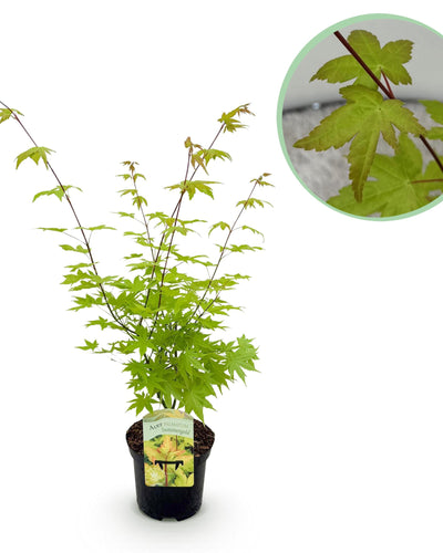 Acer palmatum Summergold – Stralende goudgele pracht