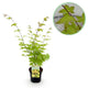 Acer palmatum Summergold | Outdoor plant | Japanese maple