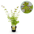 Acer palmatum Summergold | Outdoor plant | Japanese maple