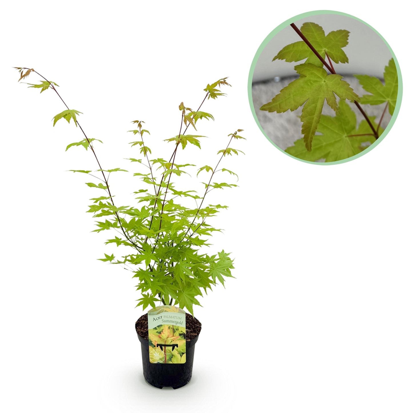 Japanischer Ahorn - Acer palmatum Summergold 1 Pflanze
