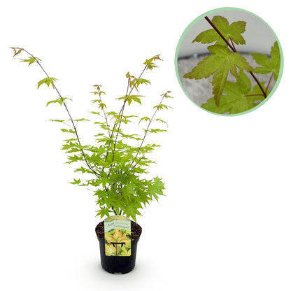 Japanischer Ahorn - Acer palmatum Summergold 1 Pflanze