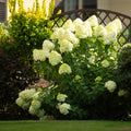 3 x Tuinplant | Hydrangea panniculata Limelight | Pluimhortensia | Lime Groen