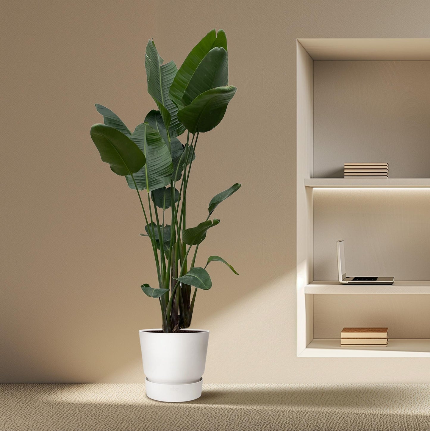 Strelitzia Nicolai XXL | Grote Kamerplant