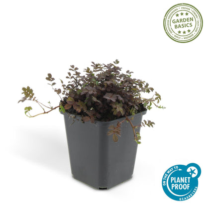 12x Acaena microphylla 'Kupferteppich' - ↕10-25cm - Ø9cm - Stachelnuss
