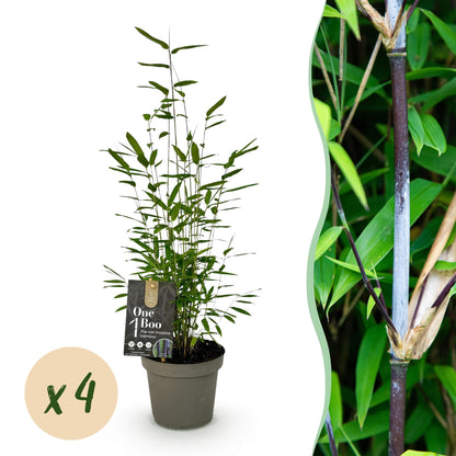 Bamboe Fargesia Black Dragon – 4 stuks in pot 14cm, bladhoudend en niet-woekerend, ca. 35cm hoog – ideale tuinplant of haag