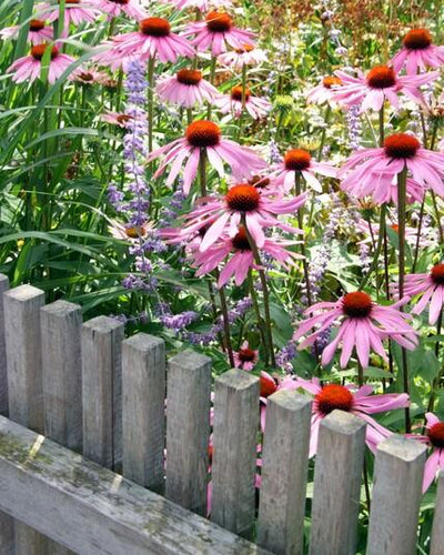 Echinacea purpurea 'Magnus' | Buitenplant | Zonnehoed - Planttoday